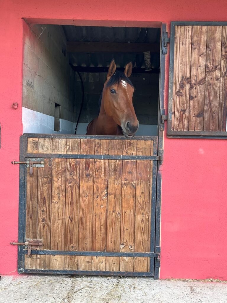 Cheval au boxe