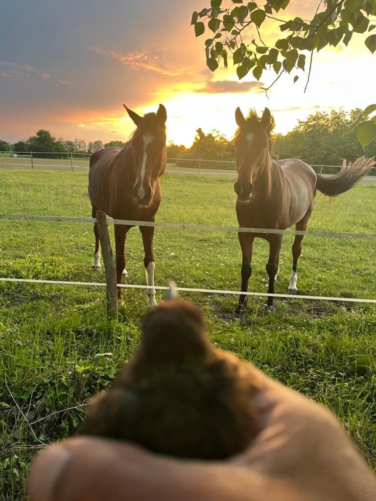 Photo de 2 chevaux au pré