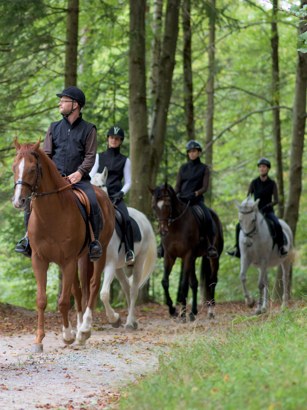 Balade à cheval en foret