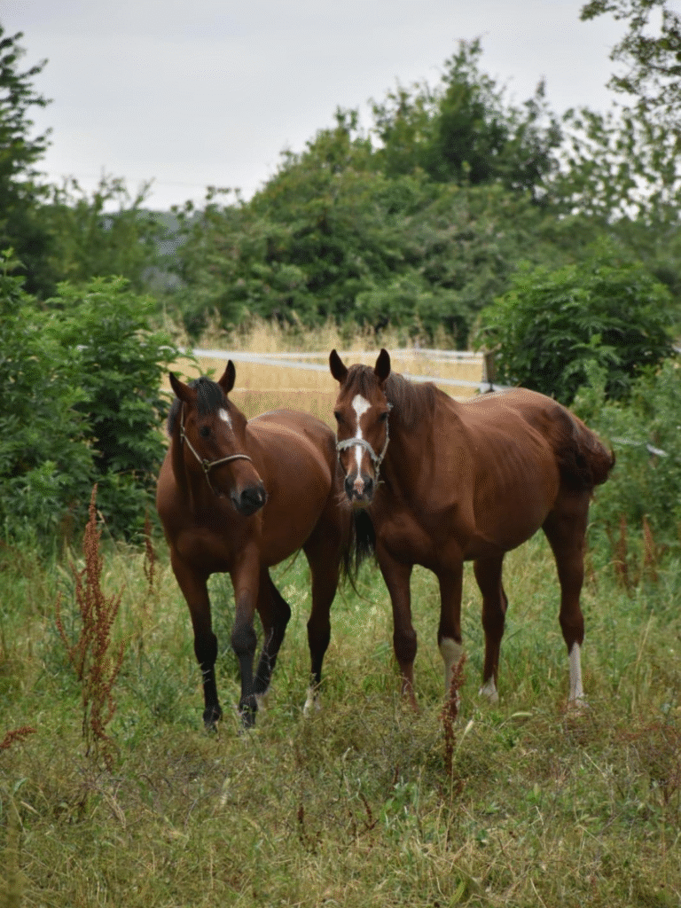 Design sans titre (25)