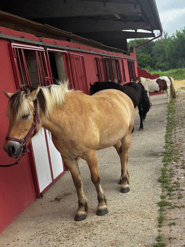 Design sans titre (26)